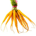 Baby Carrots, Yellow, x 3 Bunches European Salad Company Limited GRGR-SPVG-0000422-147