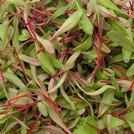 Red Chard Micro Herb, 30g