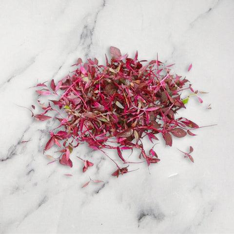 Amaranth Micro Herb, 30g Nature's Choice Ltd GRGR-MIHE-0000316-147