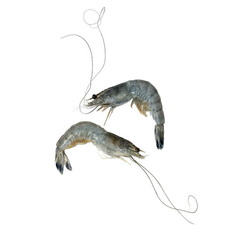 Obsiblue Prawns, Sashimi Grade, Frozen, 500g (11/12 Pcs) Reach Food Service Ltd SEAF-SPSH-0002691-148