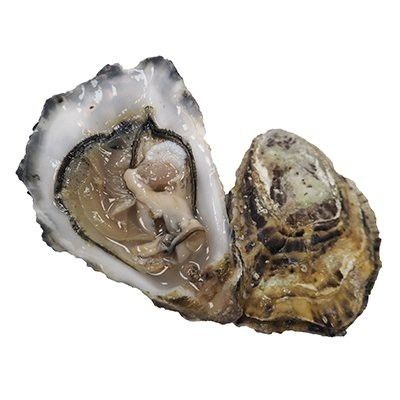 Maldon Oysters, Fresh, x 25 Reach Food Service Ltd L8-N2TX-KVGW
