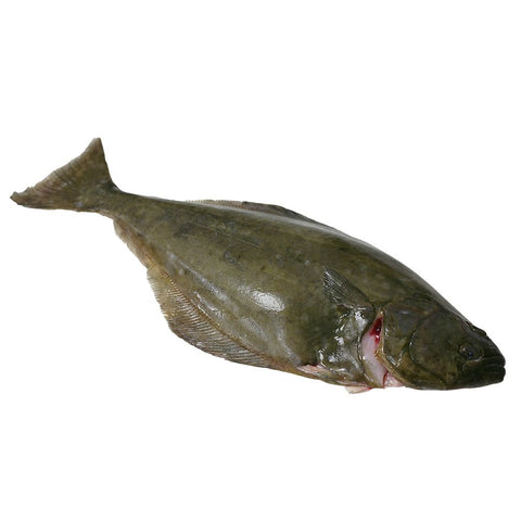 Halibut, Whole & Gutted, Fresh, 3-4kg Reach Food Service Ltd SEAF-FRFI-0000120-147