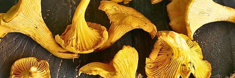Girolles Mushrooms
