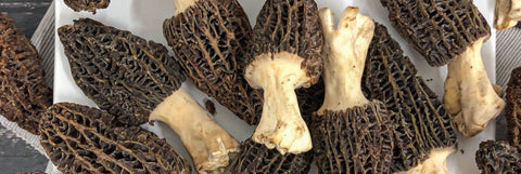 Morel Mushrooms