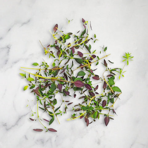 Micro Thyme, x 1 Punnet Nature's Choice Ltd GRGR-MIHE-0001610-147