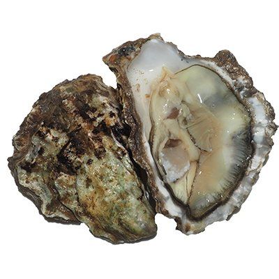 Rock Oysters, Fresh, x 25 Reach Food Service Ltd SEAF-SPSH-0000188-147