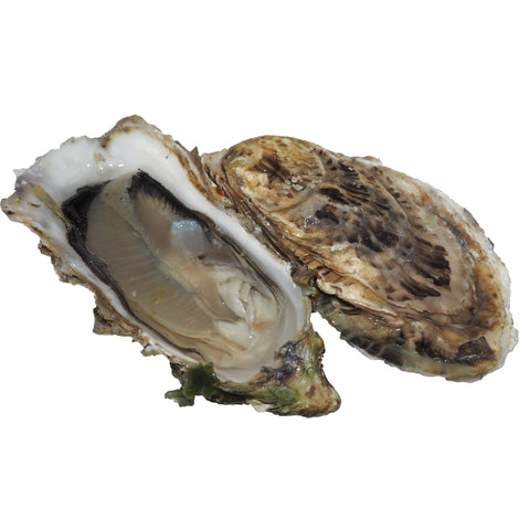 Fine Claire Oysters, Fresh, x 24 Reach Food Service Ltd IB-1F2H-VKFV