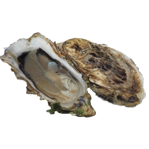 Fine Claire Oysters, Fresh, x 24 Reach Food Service Ltd IB-1F2H-VKFV