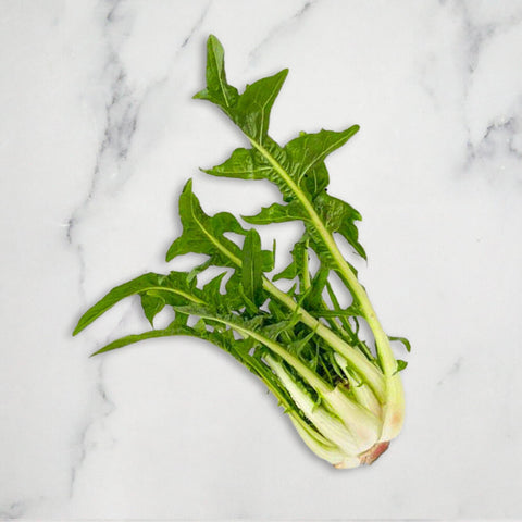 Puntarella x 2 European Salad Company Limited GRGR-SPVG-002210