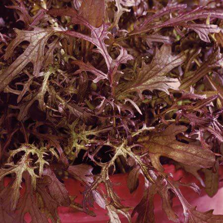 Red Mustard Frills, Micro Herb, 30g