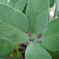 Sage, 3 x 40g