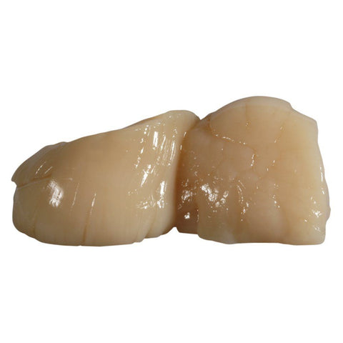 Live Scallops in Shell x 10, Large, Diver Caught