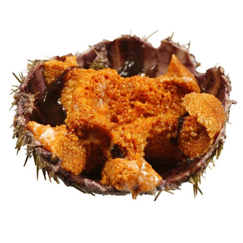 Fresh Sea Urchins, 3kg Reach Food Service Ltd SEAF-SPSH-0001686-147