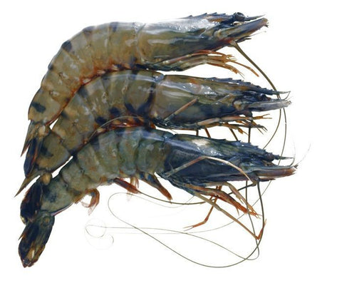 Whole Tiger Prawns, Frozen Raw, (Gross Weight: +/-1kg, Net Weight: +/-700g, 16-20) Reach Food Service Ltd SEAF-FRFS-0000185-148
