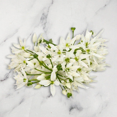 Wild Garlic Flowers, Fine Food Specialist LIMITED GRGR-EDFL-0002269-147