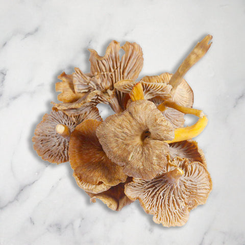 Yellow Leg Chanterelles, Fresh Bruce White Ltd MUSH-FRMU-0000939-147