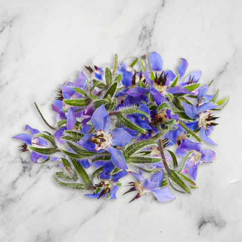 Borage Flowers, x 1 Punnet Nature's Choice Ltd GRGR-EDFL-0001418-147