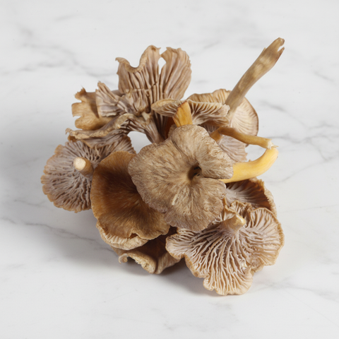 Grey Chanterelle Mushrooms, Fresh Bruce White Ltd MUSH-FRMU-0003814-147
