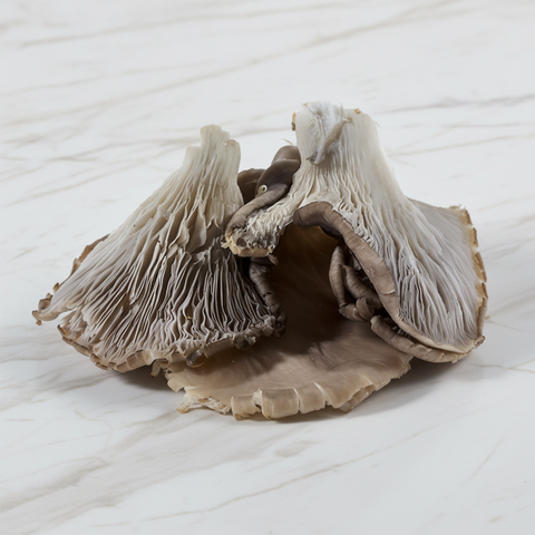 Grey Oyster Mushrooms, 1kg Bruce White Ltd MUSH-FRMU-0000430-147
