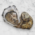 Maldon Oysters, Fresh, x 25 Reach Food Service Ltd L8-N2TX-KVGW