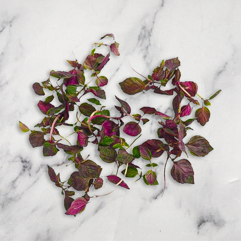 Micro Purple Shiso, x 1 Punnet Nature's Choice Ltd GRGR-MIHE-0001372-147