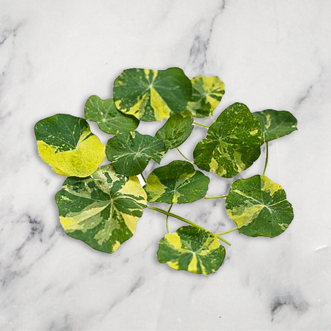 Nasturtium Leaves, 20g Nature's Choice Ltd GRGR-MIHE-0001608-147