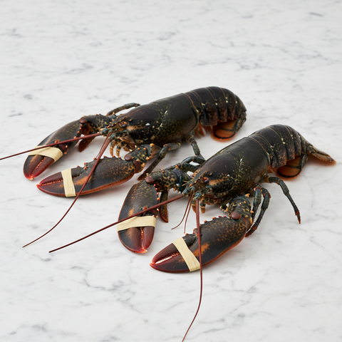 Native Lobster, Live, 2 x 600-800g Reach Food Service Ltd SEAF-SPSH-0000034-147