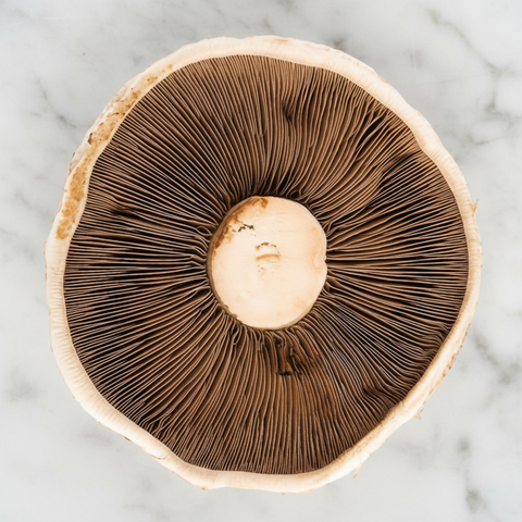 Portobello Mushrooms, 1.5kg Bruce White Ltd MUSH-FRMU-0000428-147