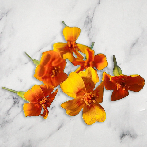 Tagete Flowers, x 1 Punnet Nature's Choice Ltd GRGR-EDFL-0001871-147