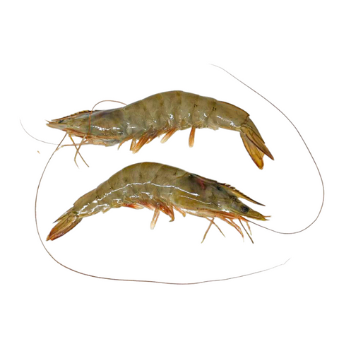 Tiger Prawns, Fresh, 2kg (20/30 per kg) Reach Food Service Ltd SEAF-SPSH-0000545-147